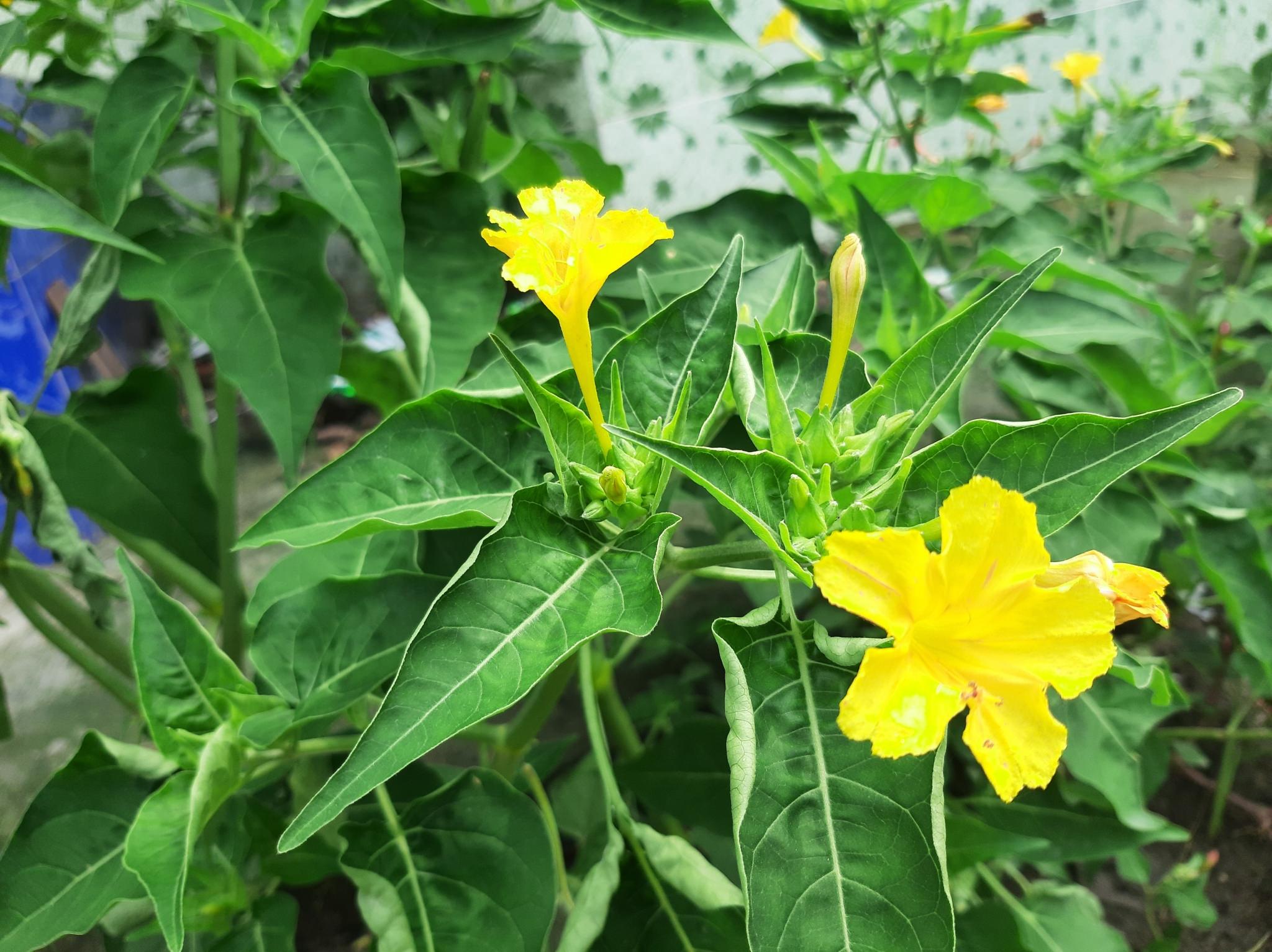 Mirabilis jalapa